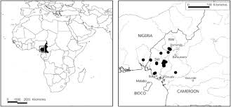 Image result for Deinbollia sp. A