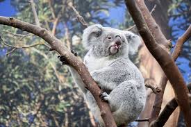 Here are 18 animals that went extinct in the last 100 years, and what drove them to one million animal and plant species are threatened with extinction worldwide. Koalas Will Become Extinct By 2050 Without Urgent Government Intervention Study Earth Org Past Present Future