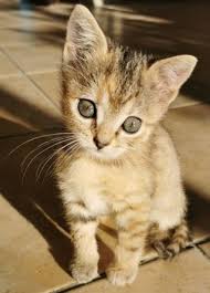 Pin By Silo On Chaton Trop Mignon Baby Cats Cute Cats Cats