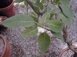 Image result for Euphorbia espinosa