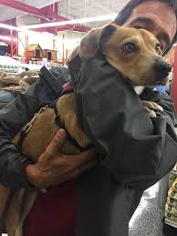 We would like to show you a description here but the site won't allow us. Dog Shelter Near To Me Hutomo