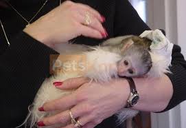 Where can i get a finger monkey? Trained Marmoset Capuchin Monkey For Sale Petskona Com