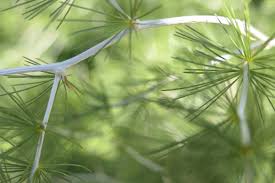 Image result for Asparagus laricinus