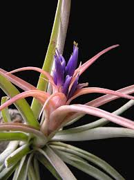 Image result for Commelina capitata