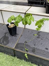 Image result for Pyrenacantha kaurabassana