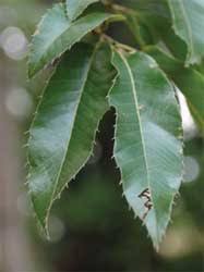 The sawtooth oak's acorns are also different, resembling the bur oak. Whitetails Unlimited National Whitetail Deer Conservation Organization Conservation