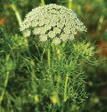 Pin On Cutting Garden Candidates