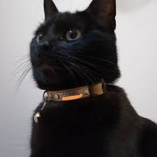 The keysearch etsy keyword tool and tag generator is 100% free to use. Cat Collar Cat Collar Breakaway Soft Leather Cat Collar Etsy Cat Collars Leather Cat Collars Breakaway Cat Collars