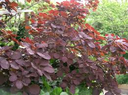 Cotinus (/koʊˈtaɪnəs/), the smoketree or smoke bush, is a genus of two species of flowering plants in the family anacardiaceae, closely related to the sumacs (rhus). Cotinus Wikispecies