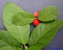 Image result for Guettarda