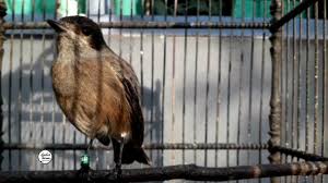 Namun, perawakan burung decu jauh lebih mungil karena panjangnya hanya sekitar 13 cm. Download Burung Decu Mp4 Mp3 3gp Naijagreenmovies Fzmovies Netnaija