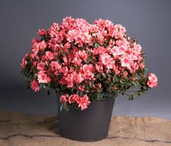 Evergreen azalea blaauw's pink agm. Japanische Azalee Blaauw S Pink A Italia Azalea Japonica Blaauw S Pink Gunstig Online Kaufen