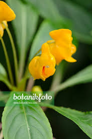 Image result for Impatiens stuhlmannii