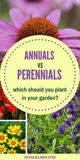 The Important Differences Between Annuals Vs Perennials Learn Why You Should Plant Both In Your Garden Natalie Linda Annuals Vs Perennials Flowers Perennials Annual Plants