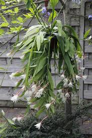 Image result for Epiphyllum