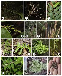 Image result for Olyra latifolia