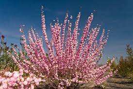 Check spelling or type a new query. Flowering Almond Gammon S Garden Center Landscape Nursery Landscape Nursery Pretty Plants Flowering Trees