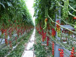 Cherrytomaten illustratie, tomatensap groente cherrytomaat voedsel fruit, tomaten tomaat, bush tomaat, kerstomaat png. Cherry Tomaten Foto Bild Pflanzen Pilze Flechten Fruchte Und Beeren Wengerd Korb Bilder Auf Fotocommunity