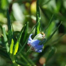 Image result for Trichodesma physaloides