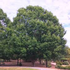 3 In Deciduous White Oak Tree Hd7093 The Home Depot In 2020 White Oak Tree Shade Trees Plants