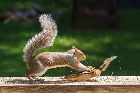 Check spelling or type a new query. Food Fight Squirrel And Chipmunk Photograph By Terry Deluco