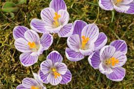 Wenn sie gerne blumen und blüten fotografieren, lohnt es sich, ihr fotojahr etwas zu wann blühen welche blumen? Wann Bluhen Krokusse Das Wichtigste Zur Blutezeit