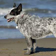 Australian Cattle Dog Grooming Bathing And Care Espree
