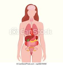 Free samples of various female poses. Human Female Body With Internal Organs Schema Flat Infographic Poster Vector Illustration Woman Silhouette With Lungs Heart Canstock