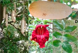 Image result for Glenniea africana