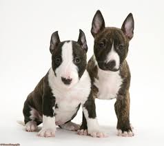 Miniature bull terrier puppies for adoption. Miniature English Bull Terrier Rescue Off 50 Www Usushimd Com