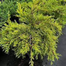 Image result for Juniperus