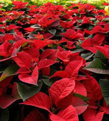Poinsettia Pointers The Saturday Evening Post Poinsettia Poinsettia Care Holiday Floral Arrangements