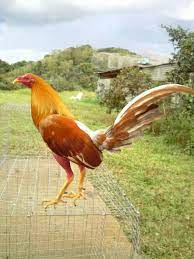 Pin On Game Fowl
