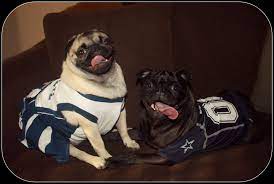 Dallas Cowboy Fans Dallas Cowboys Football How Bout Them Cowboys Cowboys Football