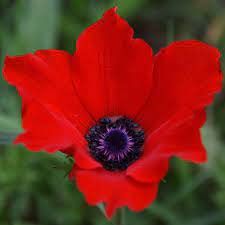 Israel Red Calaniot Anemones Anemone Flowers Plants