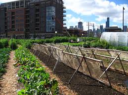 Matrices are used much more in daily life than people would have thought. Urban Agriculture Wikipedia