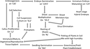 Check spelling or type a new query. Plant Tissue Culture Media And Practices An Overview Springerlink