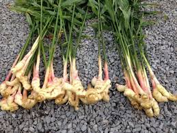 Ingwer Pflanzen Eine Moglichkeit Fur Endlose Ingwer Versorgung Zuhause Garten Gartenarbeit Zenideen Ingwer Pflanzen Ingwer Ziehen Ingwerpflanze