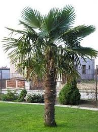 Trachycarpus Fortuneii Chinese Windmill Will Live Through The Midwest Winters Cold Hardy Palm Trees Tropical Landscaping Palm
