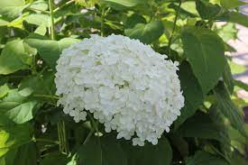 Maybe you would like to learn more about one of these? Ball Hortensie Annabelle Hydrangea Arborescens Annabelle Gartencenter Zulauf Pflanzen Kaufen
