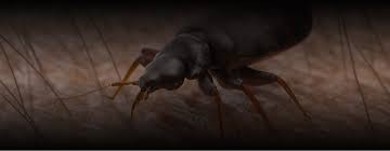 Pests also come in lots of types and sizes and it will be impossible for homeowners to control them all on their own. Yale Pest Control Pest Control Ct Exterminator Ct
