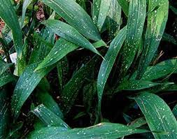 July 2021 basic's update july 2, 2021; Aspidistra Elatior Minor Milky Way Glasshouse Works