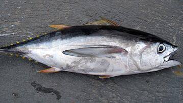 Tres pescadores consiguen atrapar al atún rojo de 230 kilos y 2,60 metros: llevaban años tras él - AS.com