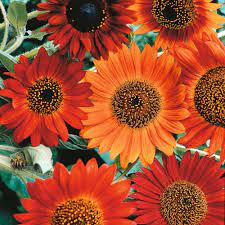 Helianthus Annuus Earthwalker Flower Seeds Red Sunflowers Planting Sunflowers