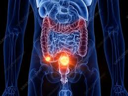 It is an organ that is part of the digestive system (also called the digestive tract) in the human body. Descending Colon Keyword Search Science Photo Library