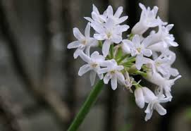 Image result for Tulbaghia fragrans