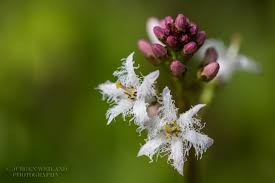 Image result for Menyanthaceae