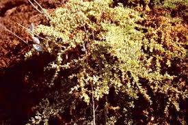 Image result for Fagonia isotricha