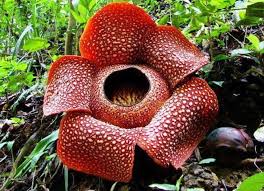 Giant Rafflesia Largest Flower In The World Up To 3 In Diameter Phillippines Stinky Odor Stinky Flower Corpse Flower Rare Flowers