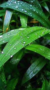 Maybe you would like to learn more about one of these? Walpeper Daun Hijau Latar Belakang Daun Hijau